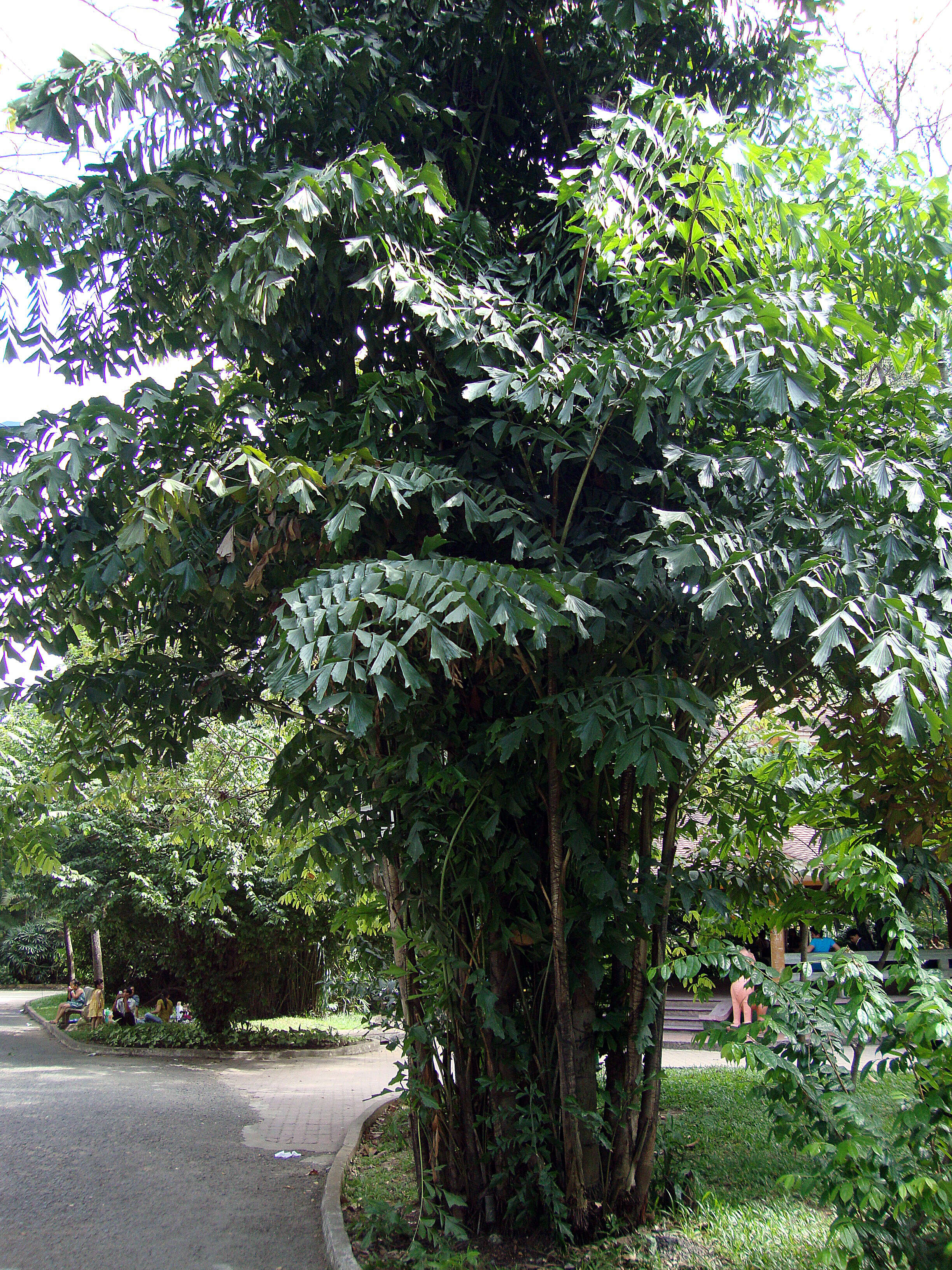 Image of Burmese fishtail palm