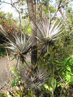 Image of Airplant