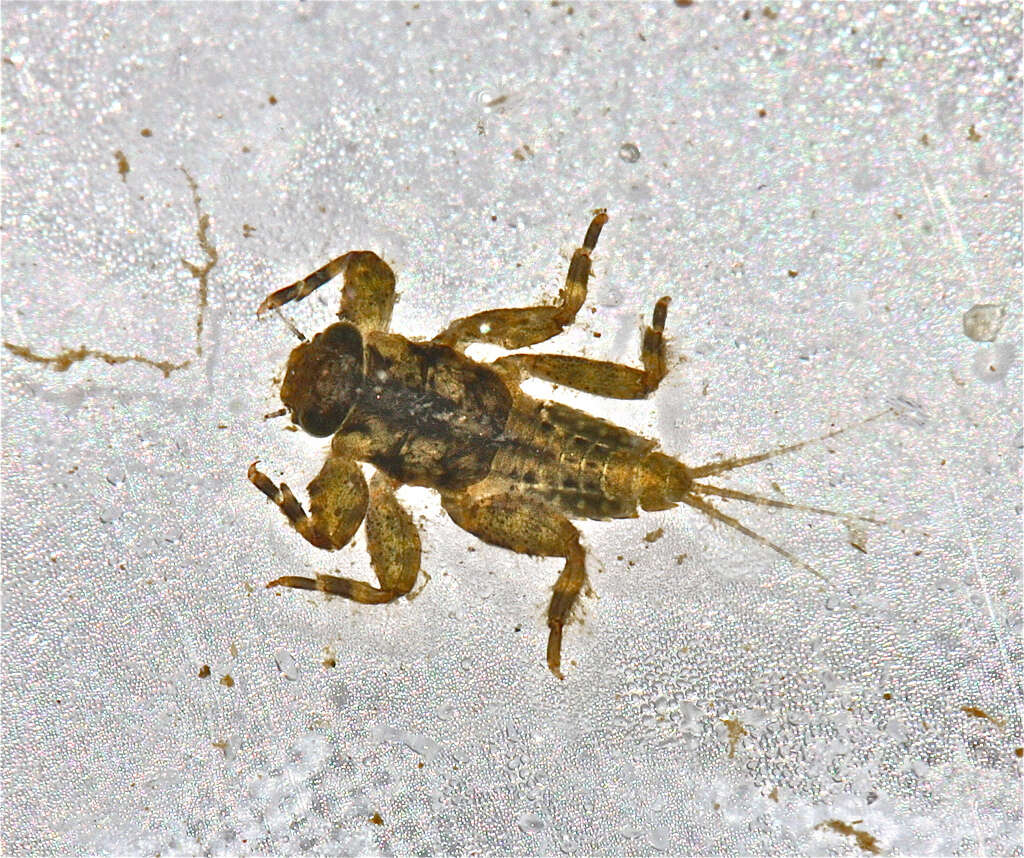 Image of Ephemerelloidea