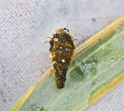 Image of Autumn Mottled Sedges