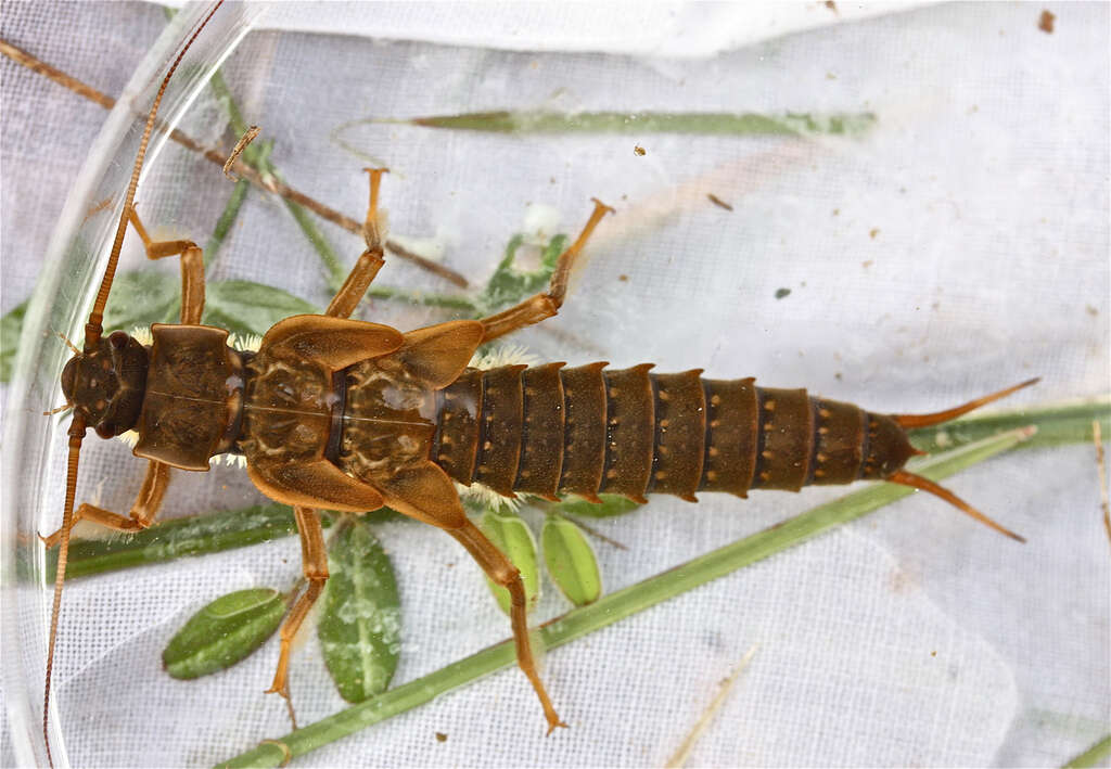 Image of Giant Stoneflies