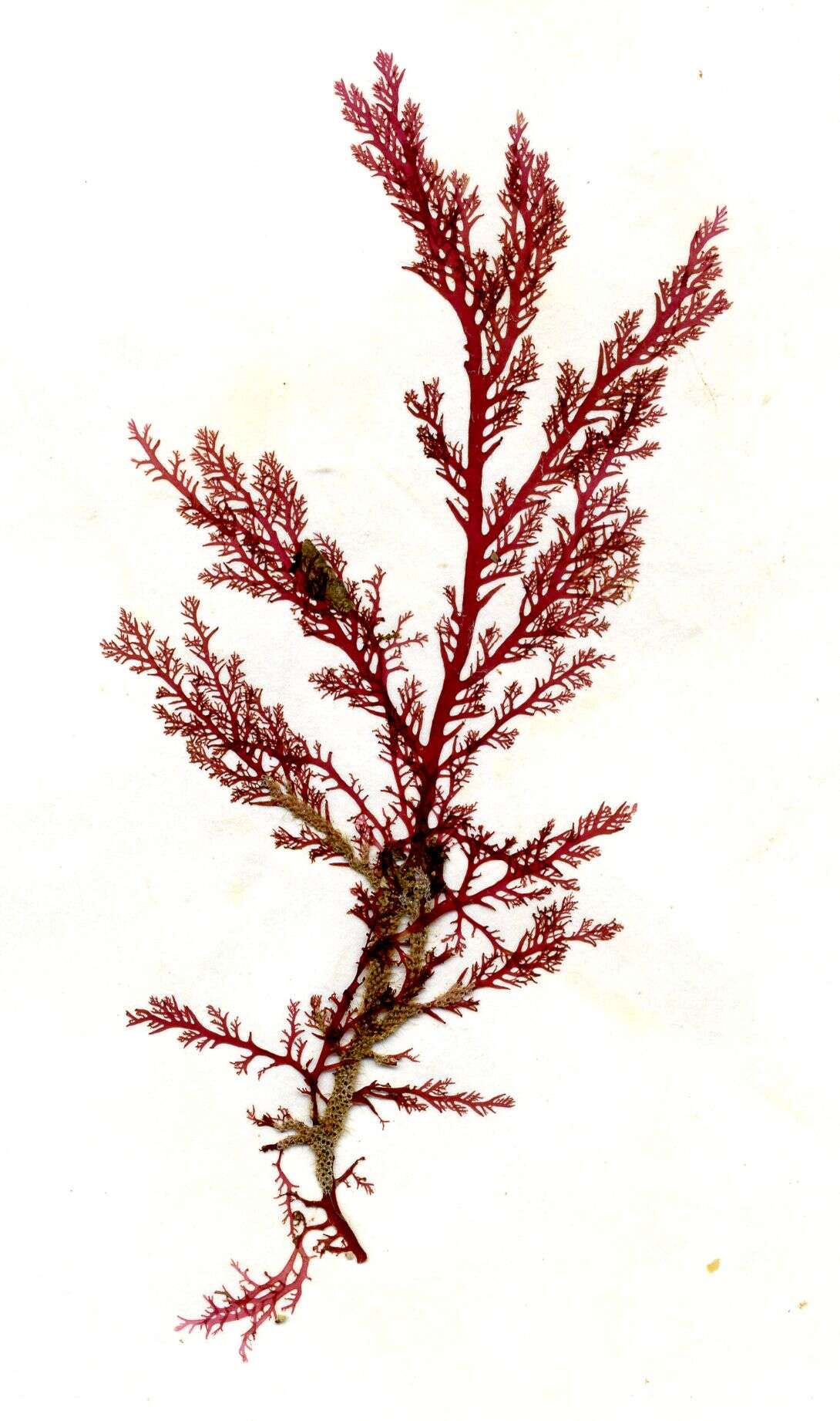 Image of Plocamium cartilagineum