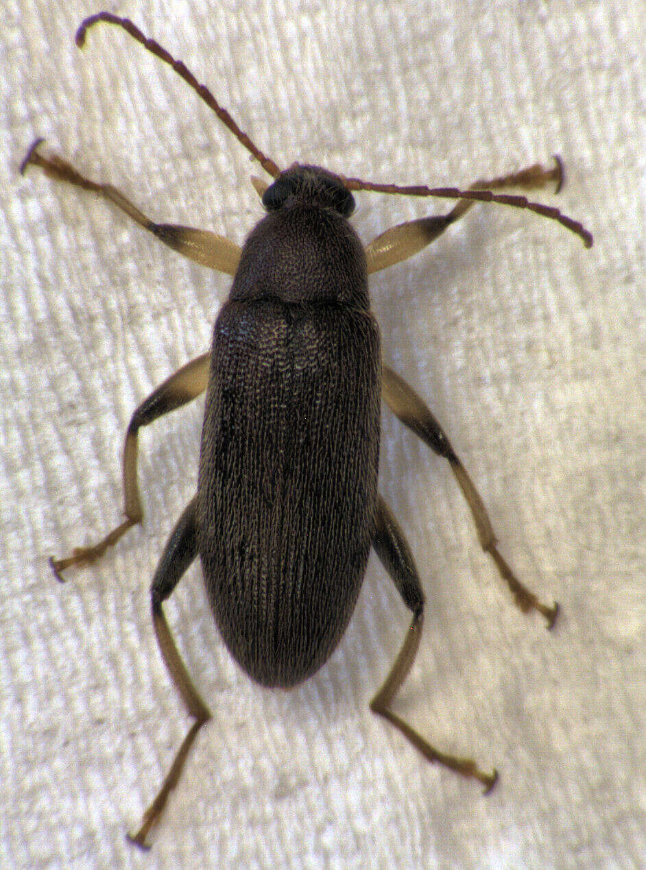 Image of Homotrysis macleayi