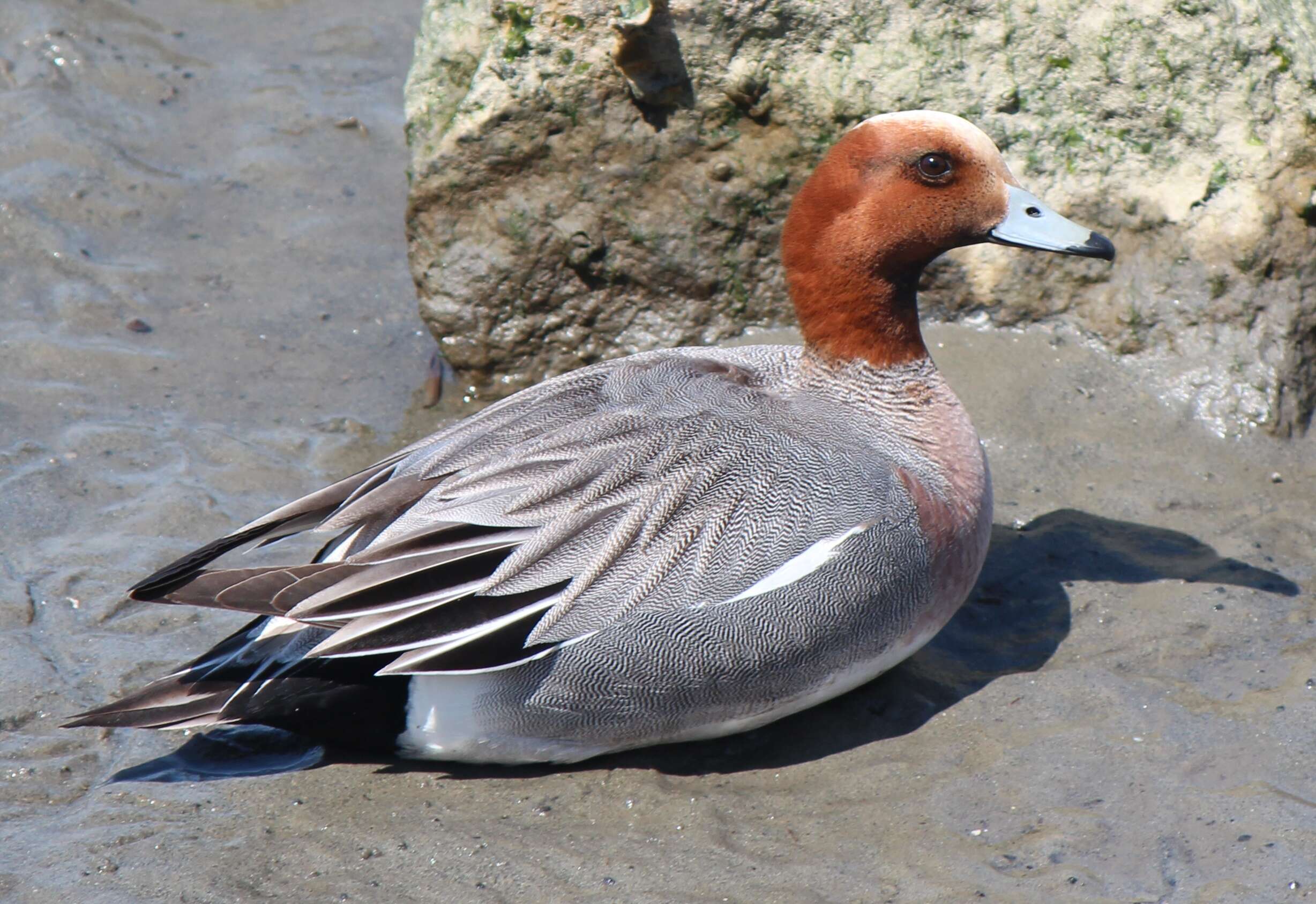 Image of Eurasian Wigeon