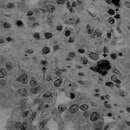 Image of Canine coronavirus