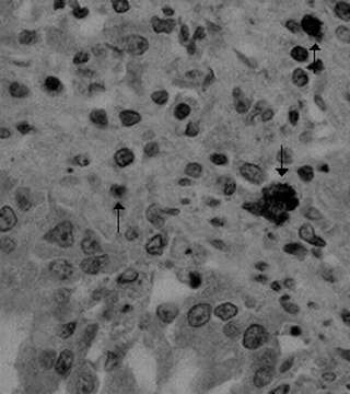 Image of Canine coronavirus