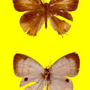 Image of Hypolycaena irawana