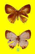 Image of Hypolycaena irawana