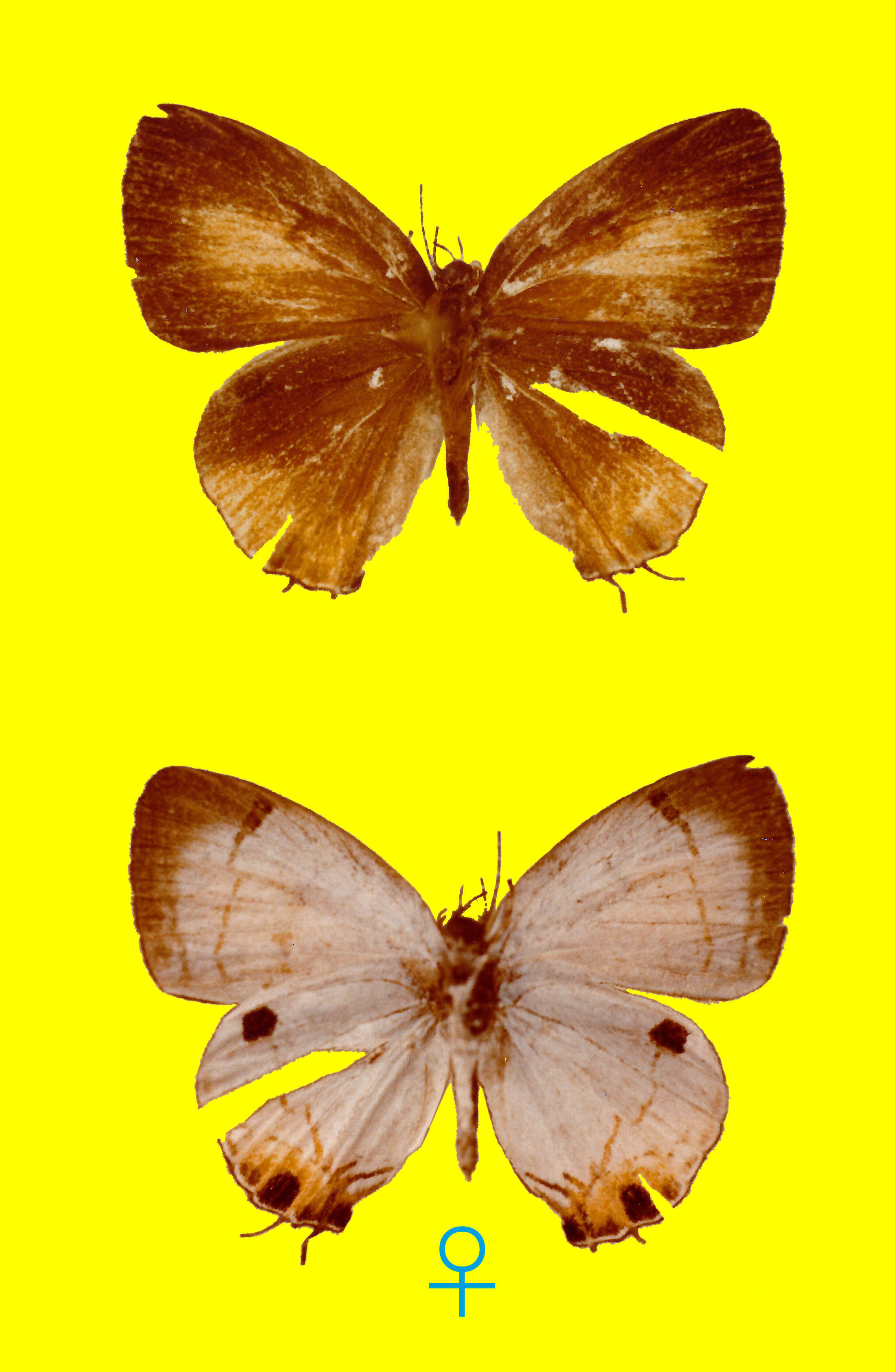 Image of Hypolycaena irawana