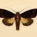 Image of Heterochroma insignis Walker 1857