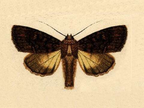 Image of Heterochroma insignis Walker 1857