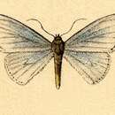 Image of Zanclopteryx uniferata Walker 1863