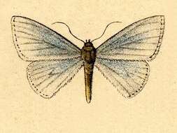 Image of Zanclopteryx uniferata Walker 1863