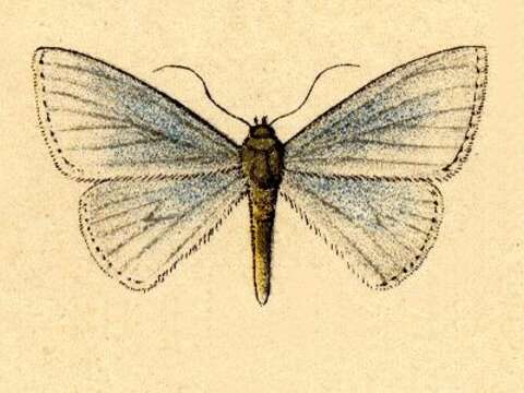 Image of Zanclopteryx uniferata Walker 1863