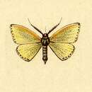 Image of Xystrota phakellurata Guenée 1858
