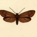 Ischnocampa Felder 1874 resmi