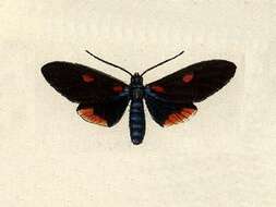 Image of Cyanopepla fastuosa Walker 1854