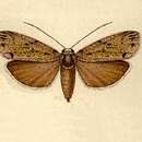 Image of Mulona grisea Hampson 1900