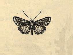 Image of Palpidia Dyar 1898