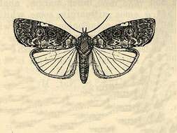 Image of Iscadia aperta Walker 1857