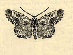 Image of Caularis jamaicensis Todd 1966