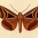 Image of Trigonodes lucasii Guenée 1852