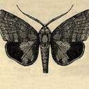 صورة Gonodontodes chionosticta Hampson 1913