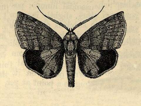 صورة Gonodontodes chionosticta Hampson 1913