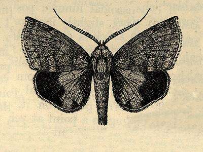 Image of Gonodontodes chionosticta Hampson 1913