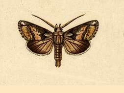 Image of Paectes obrotunda Guenée 1852