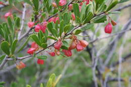 Image of Gymnosporia tenuispina (Sond.) Szyszyl.