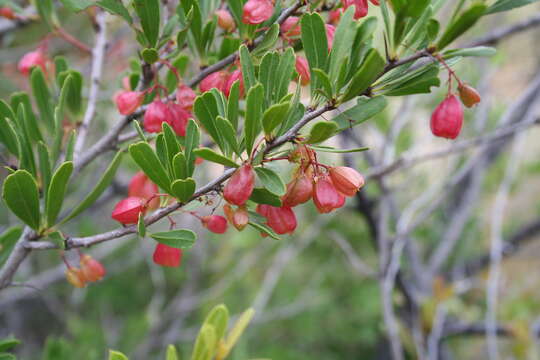 Слика од Gymnosporia tenuispina (Sond.) Szyszyl.