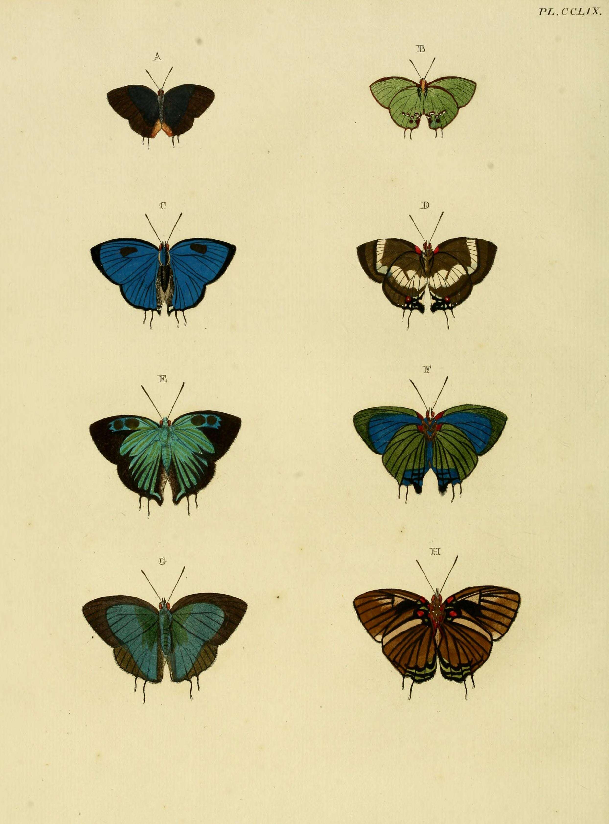 Image of Panthiades aeolus (Fabricius 1775)