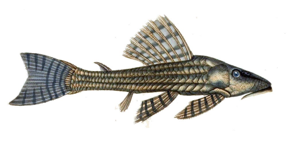 Image of Hemiancistrus