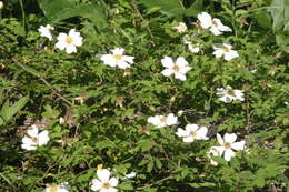 Image of Field-rose