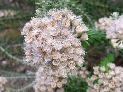 Image of Ozothamnus costatifructus (R. V. Smith) A. A. Anderberg