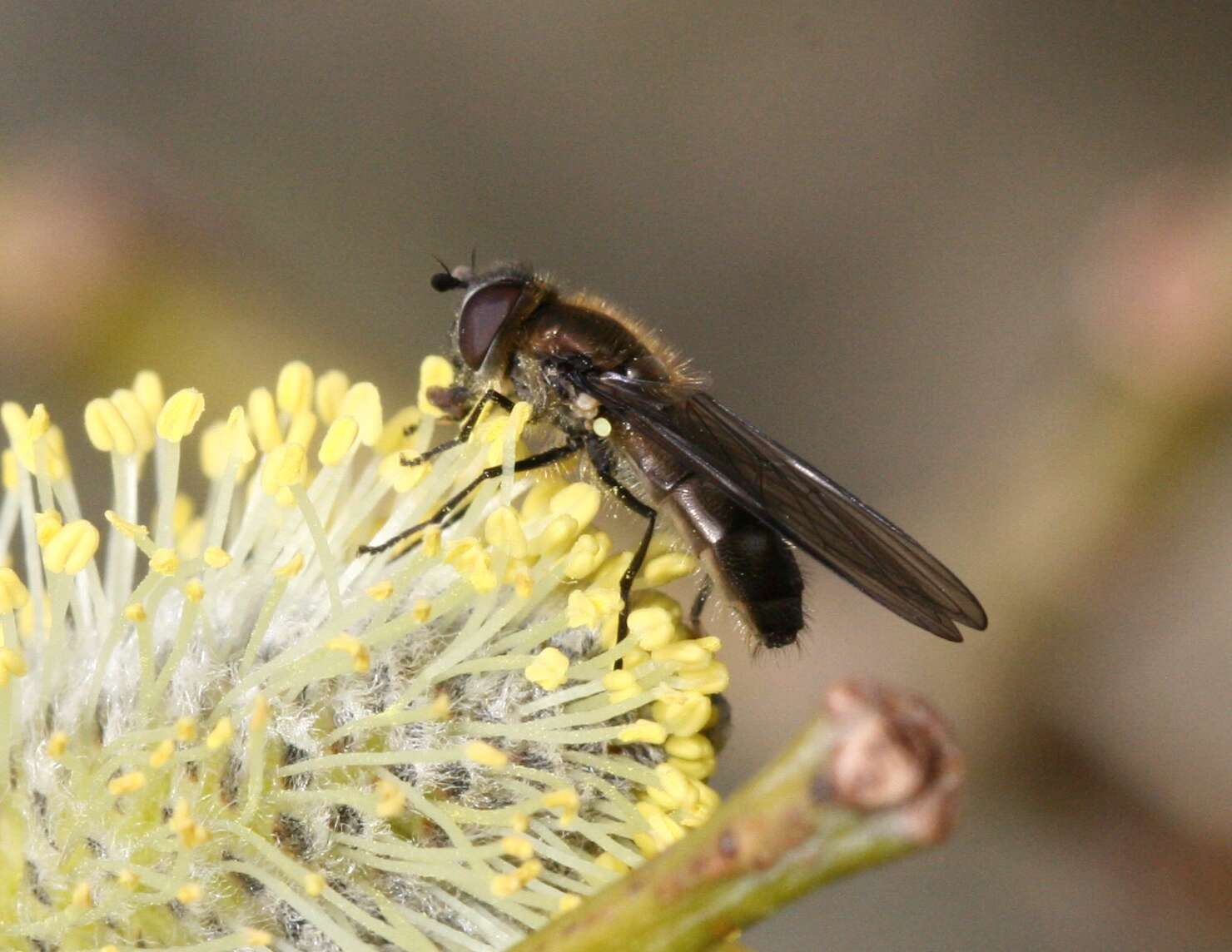 Image of Melangyna quadrimaculata (Verrall 1873)