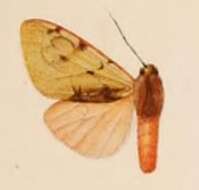Image of Palaeomolis palmeri Rothschild 1910