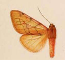 صورة Palaeomolis purpurascens Hampson 1909