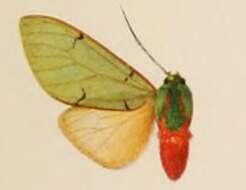 Image de Chlorhoda thoracica Rothschild 1910