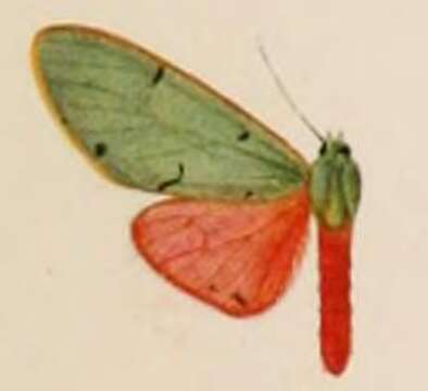 Слика од Chlorhoda thoracica Rothschild 1910