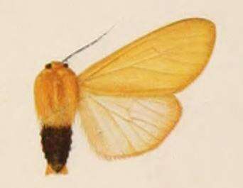 Image of Spilosoma baxteri Rothschild 1910