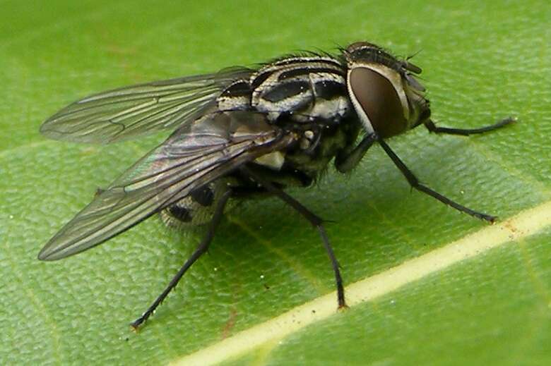 Image of House fly