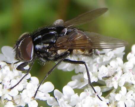 Image of House fly