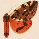 Image of Spilaethalida turbida (Butler 1882)