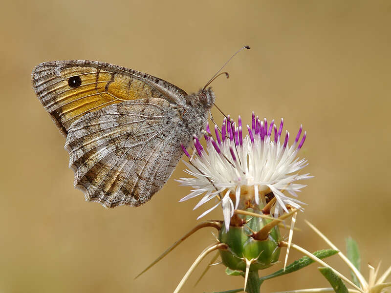 Image of Pseudochazara lydia