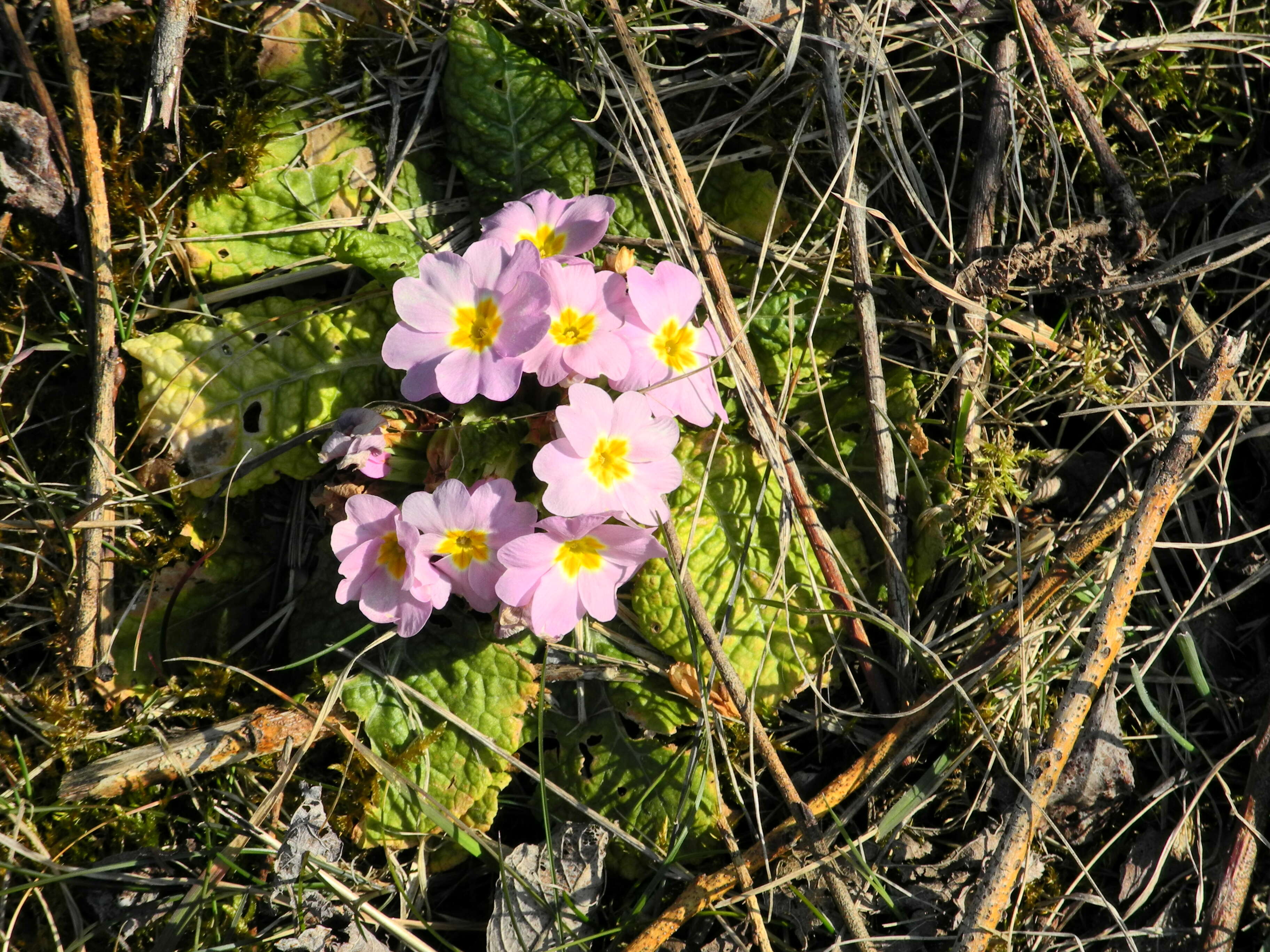 Image of Primrose