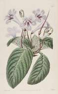 Image of Streptocarpus rexii (Hook.) Lindley