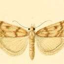 Image of Scoparia dicteella Rebel 1916