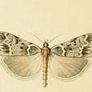 Image of Scoparia staudingeralis Mabille 1869